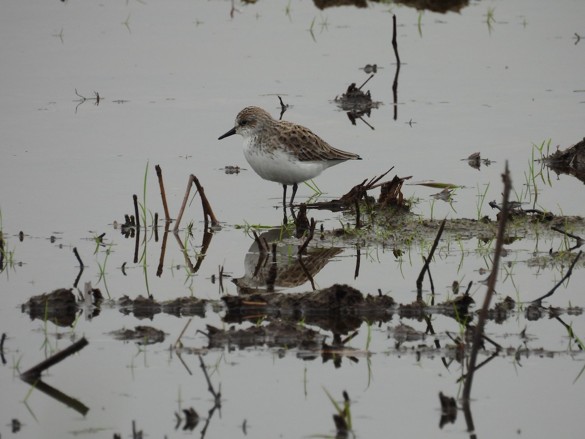 Semipalmated Sandpiper - Bart Hutchinson