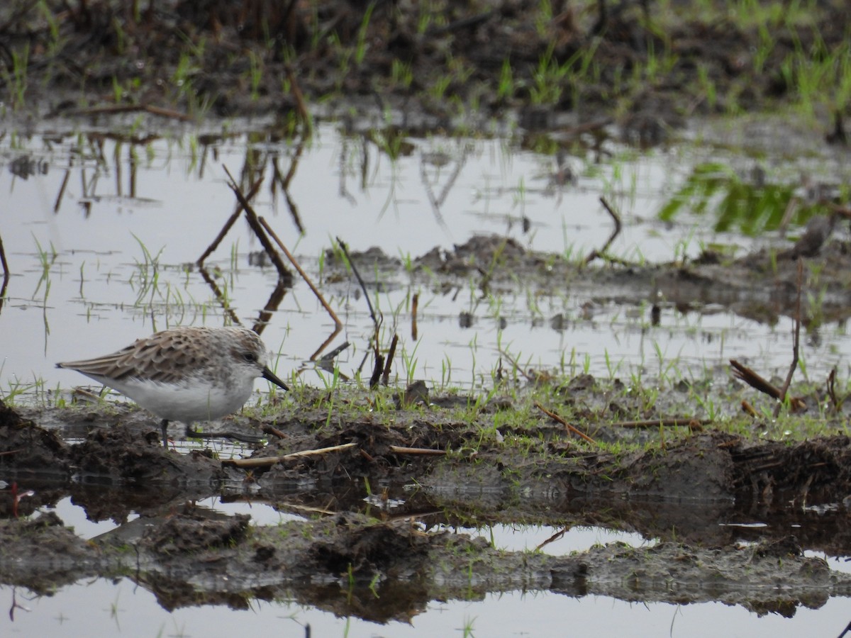 Semipalmated Sandpiper - Bart Hutchinson