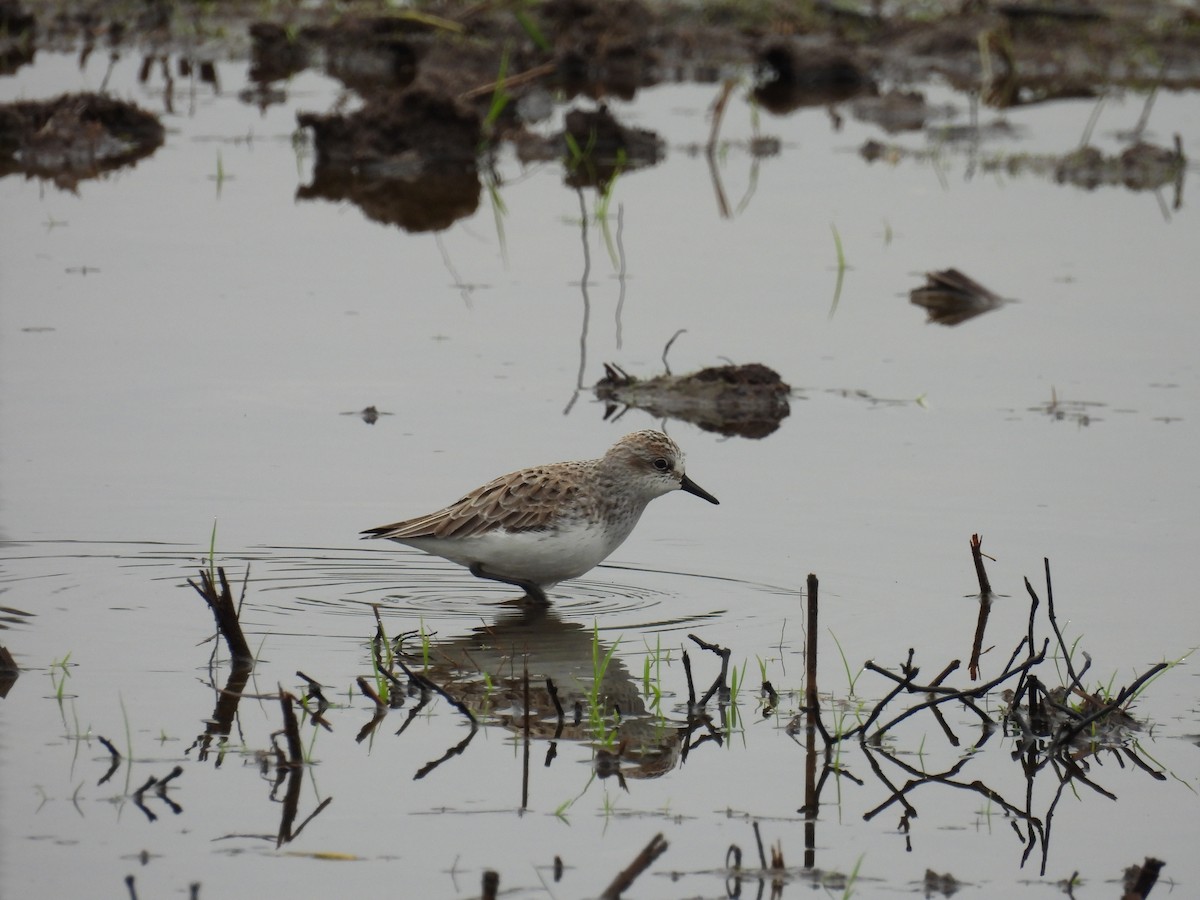 Semipalmated Sandpiper - Bart Hutchinson