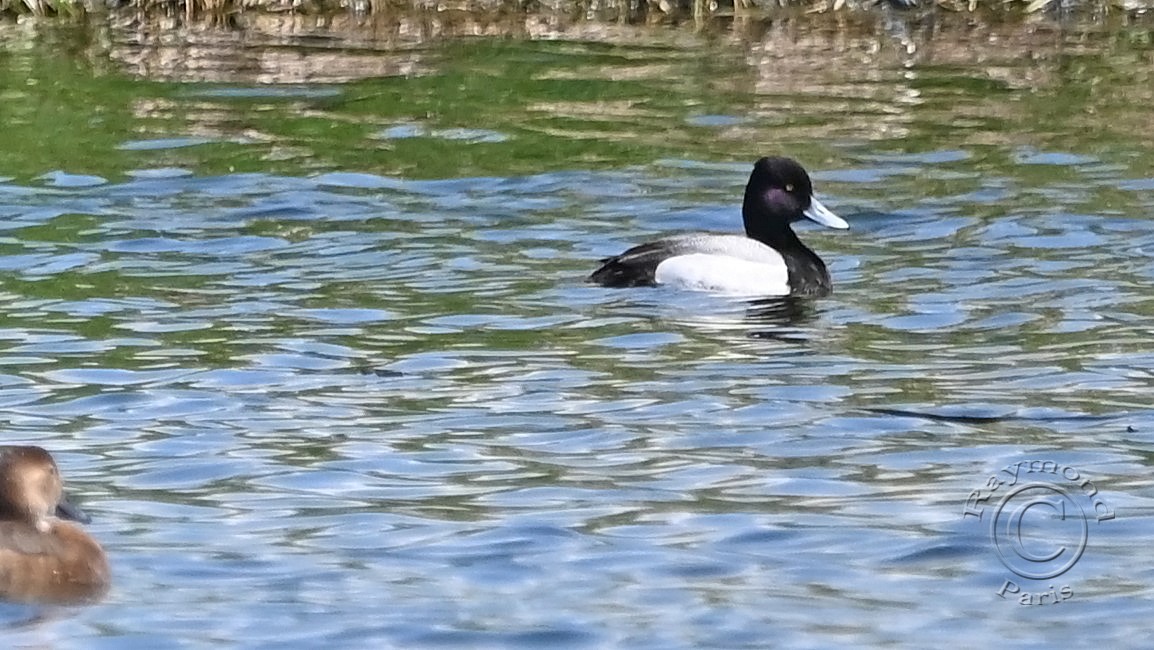 Lesser Scaup - Raymond Paris