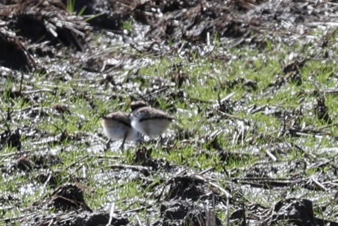 Killdeer - Glenda Jones