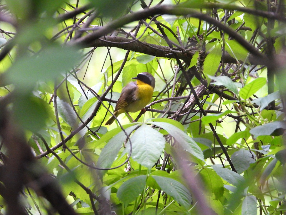 Common Yellowthroat - Amanda & Matt Sloan