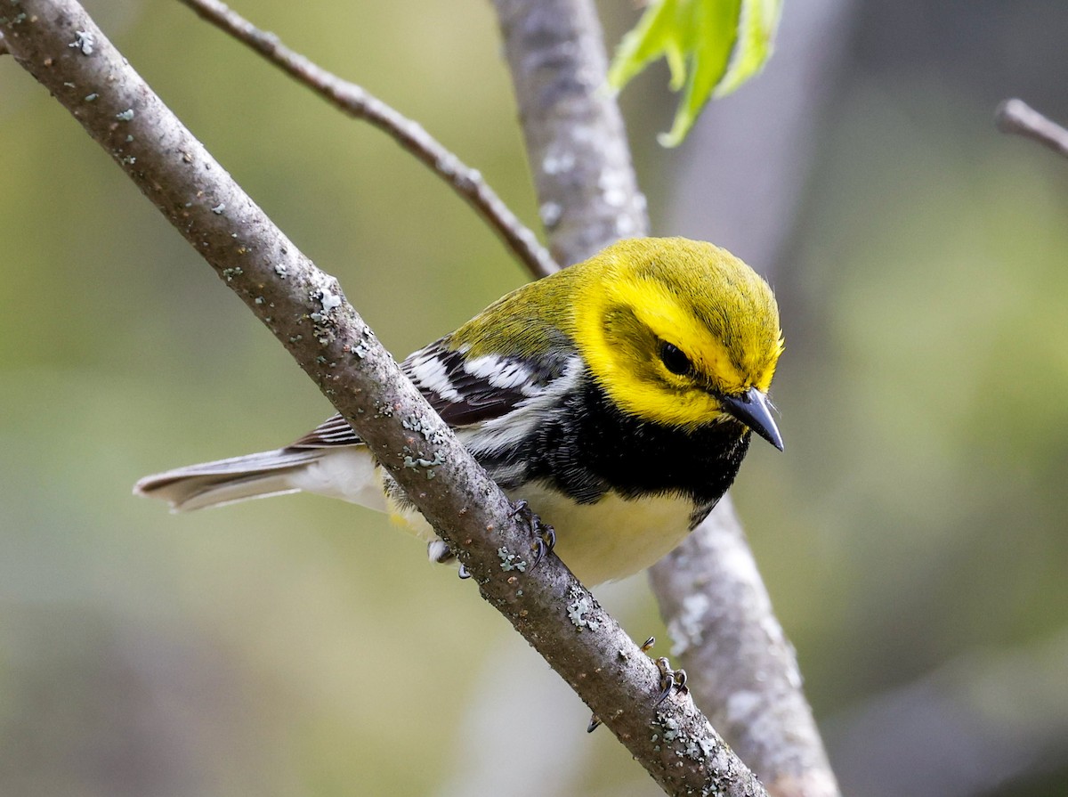 Black-throated Green Warbler - Margaret Kenny