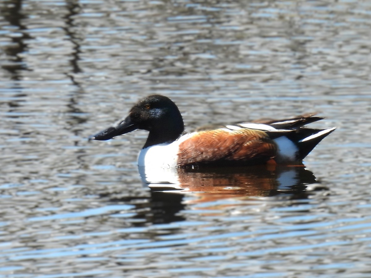 Northern Shoveler - Pam Hawkes