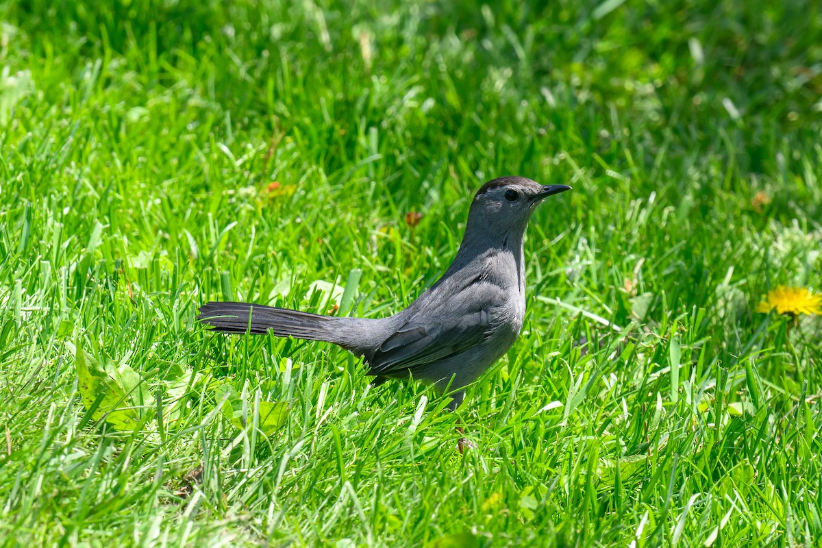 Gray Catbird - Artur Przybylo