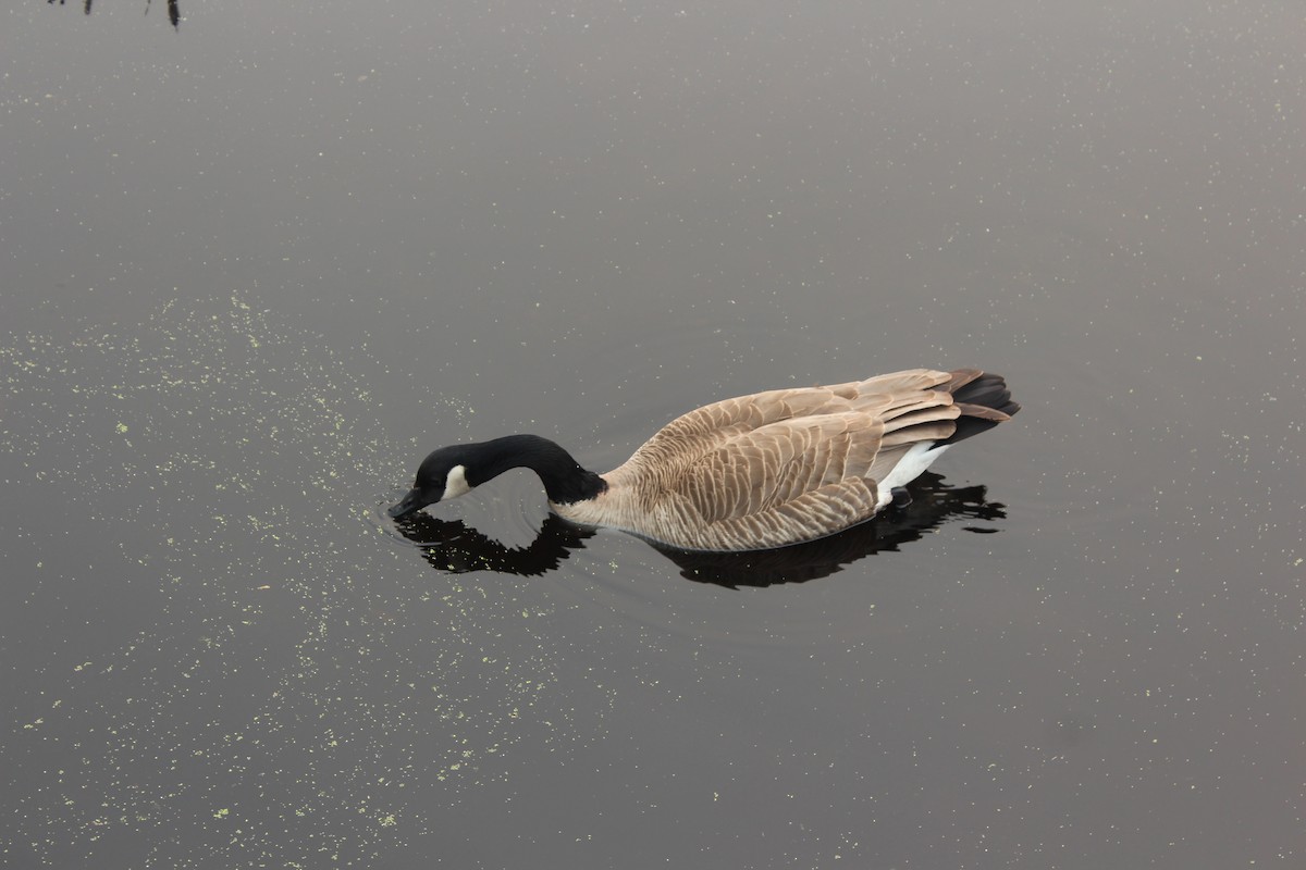 Canada Goose - Ethan Keller