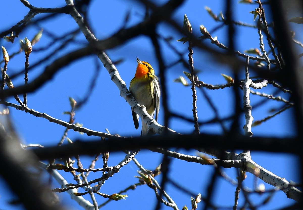 Blackburnian Warbler - Jean Guy Chouinard