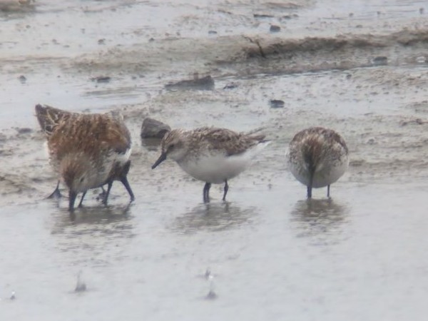 Semipalmated Sandpiper - Drew Lindow