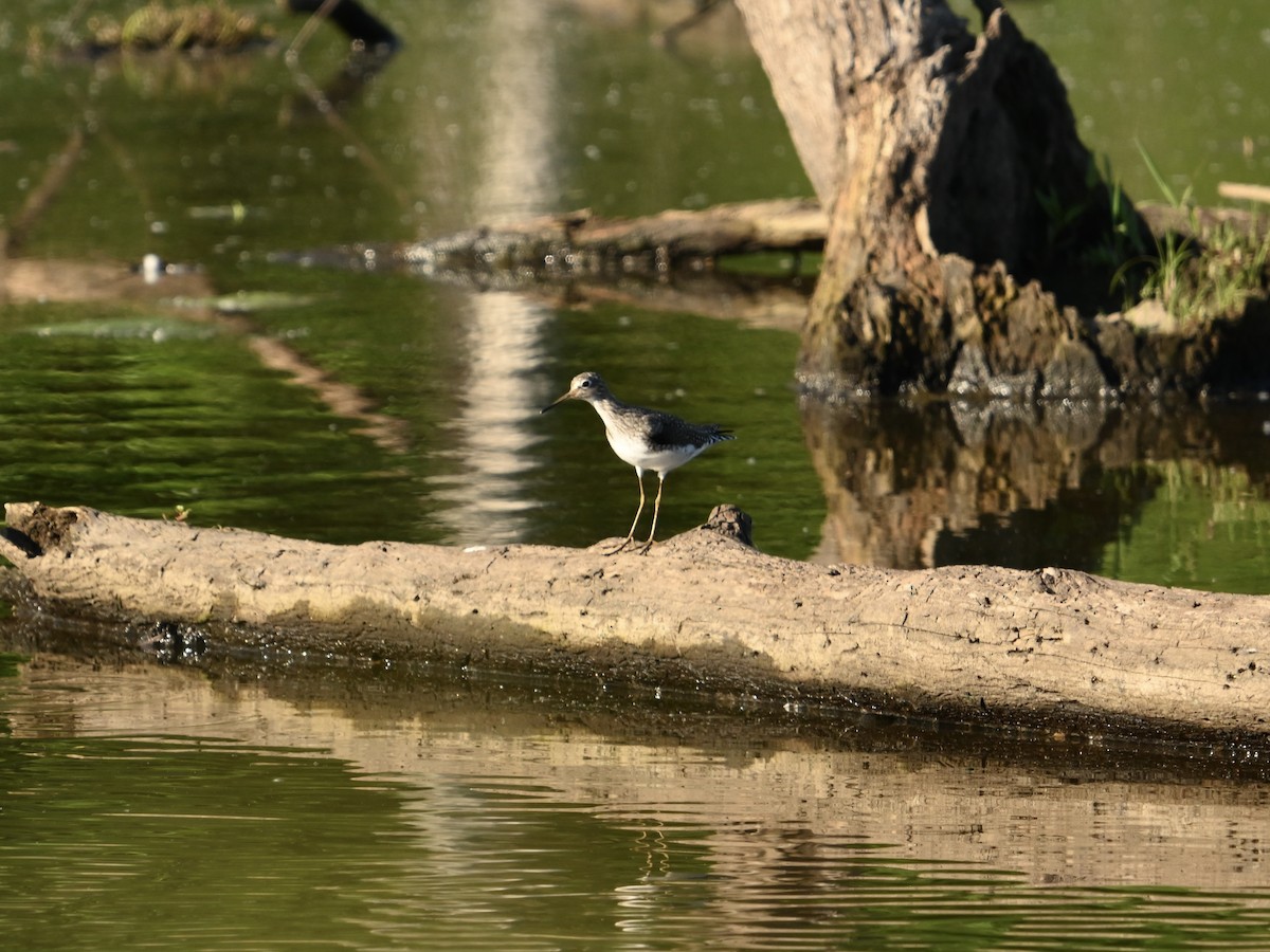 Solitary Sandpiper - William Woody