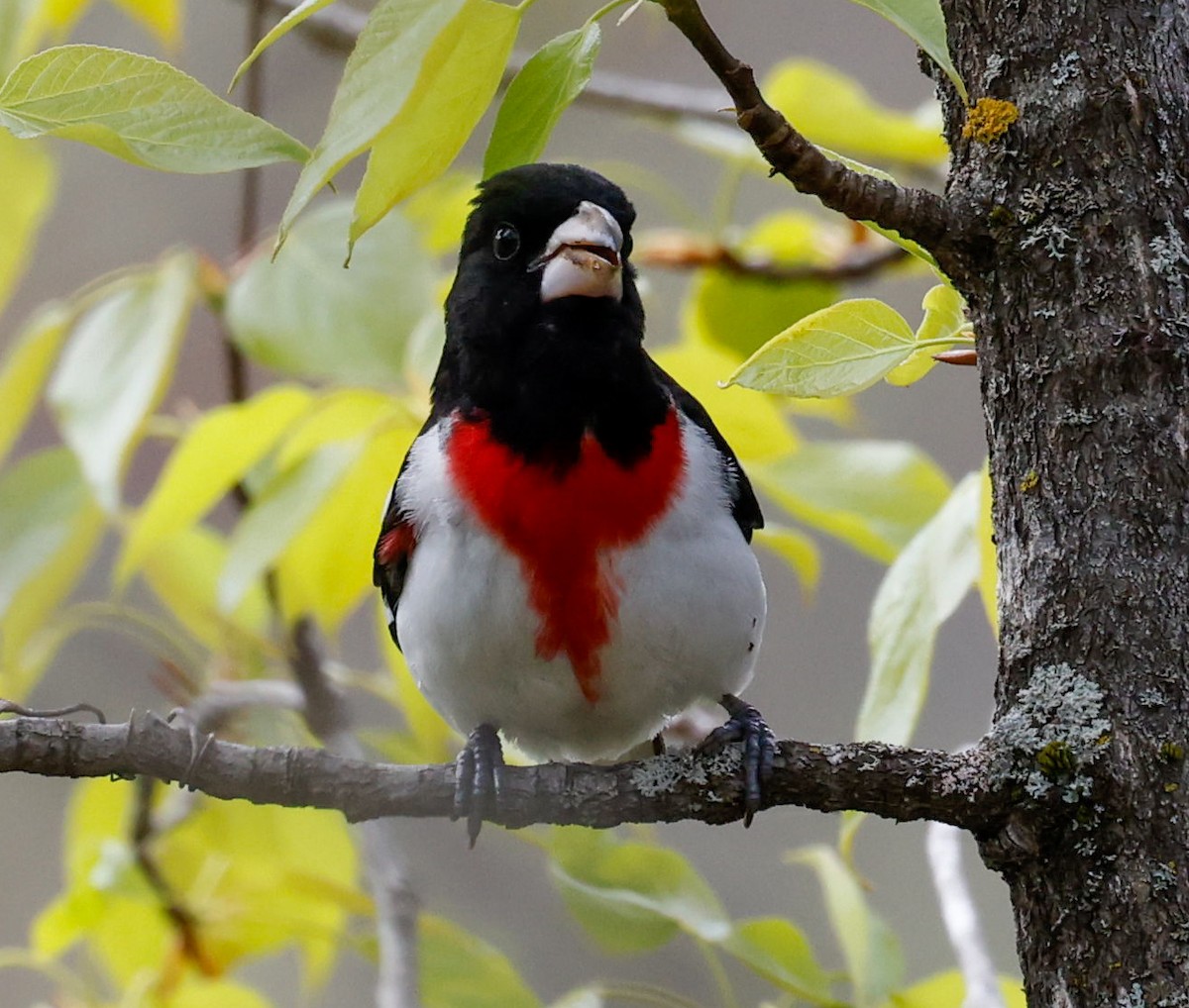 Rose-breasted Grosbeak - Margaret Kenny