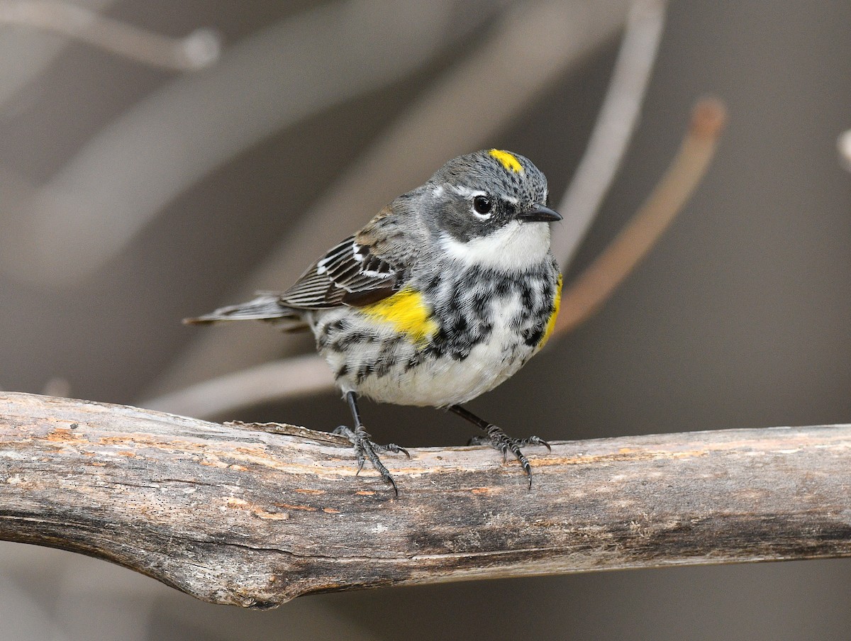 Yellow-rumped Warbler - Jean Guy Chouinard