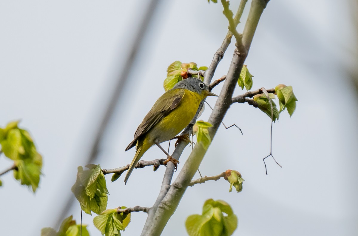 Nashville Warbler - ismael chavez