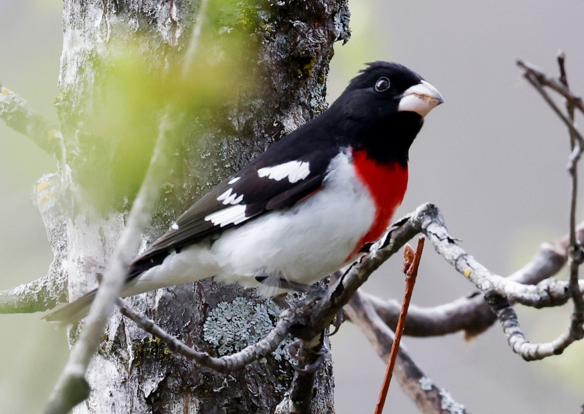 Rose-breasted Grosbeak - Margaret Kenny