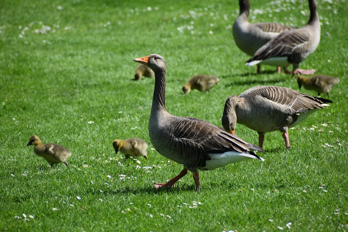 Graylag Goose - Gaspar Horvath