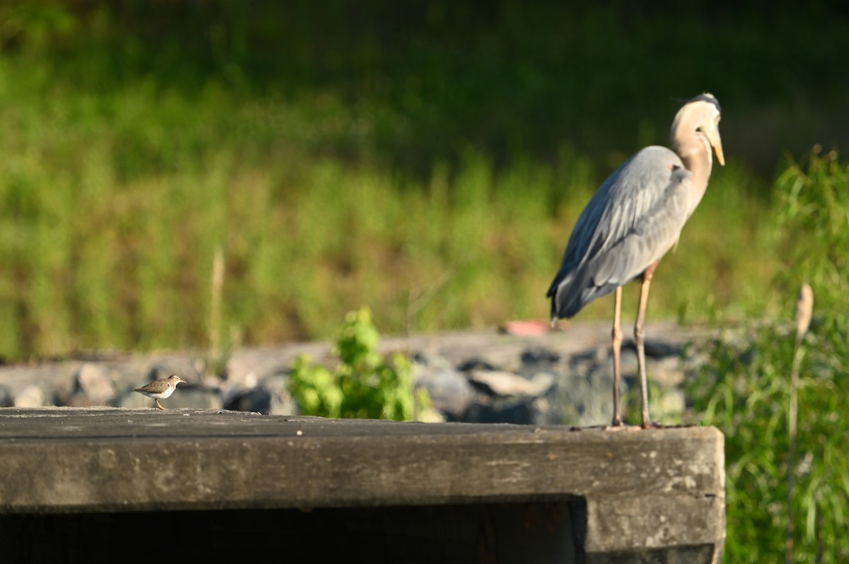 Spotted Sandpiper - ML618852867