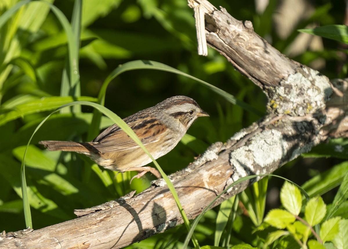 Swamp Sparrow - Lisa Williams