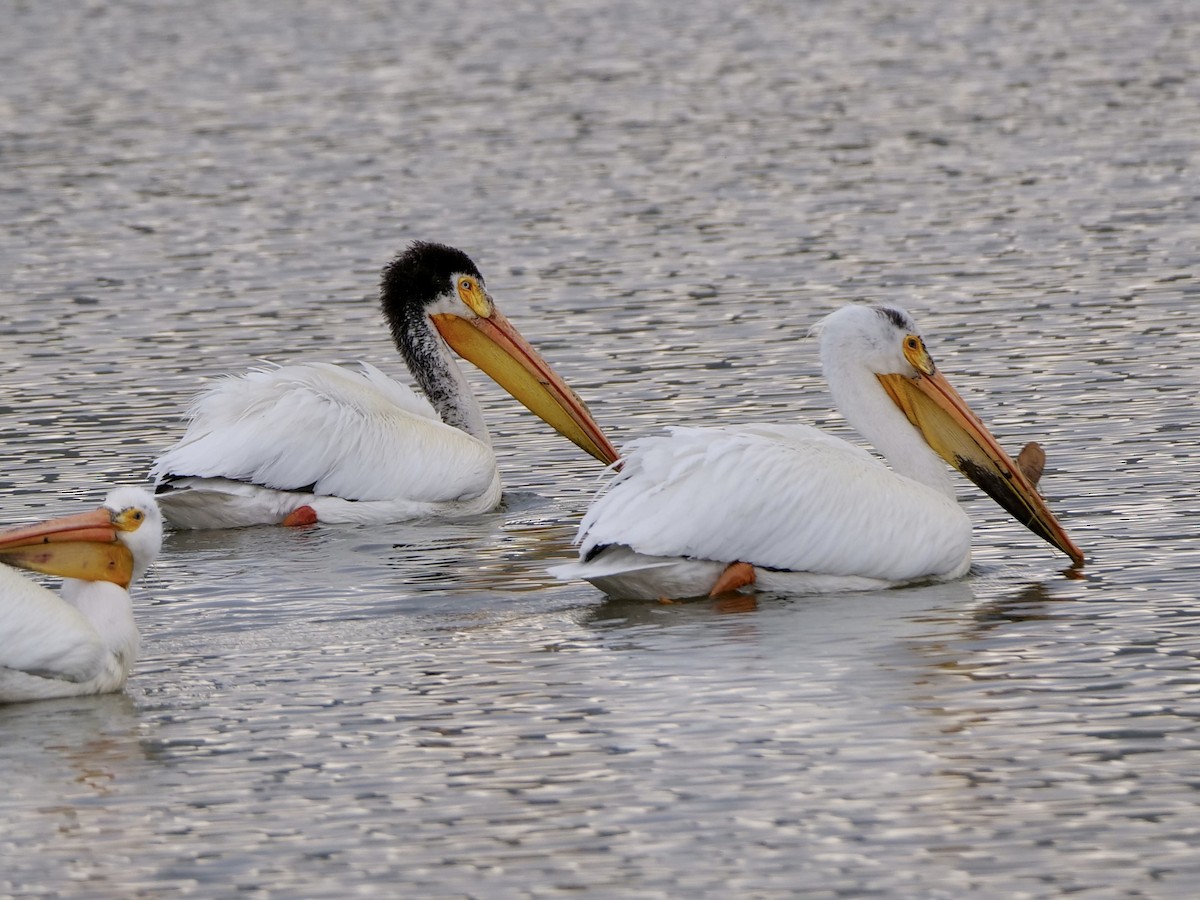 American White Pelican - Karen Coupland