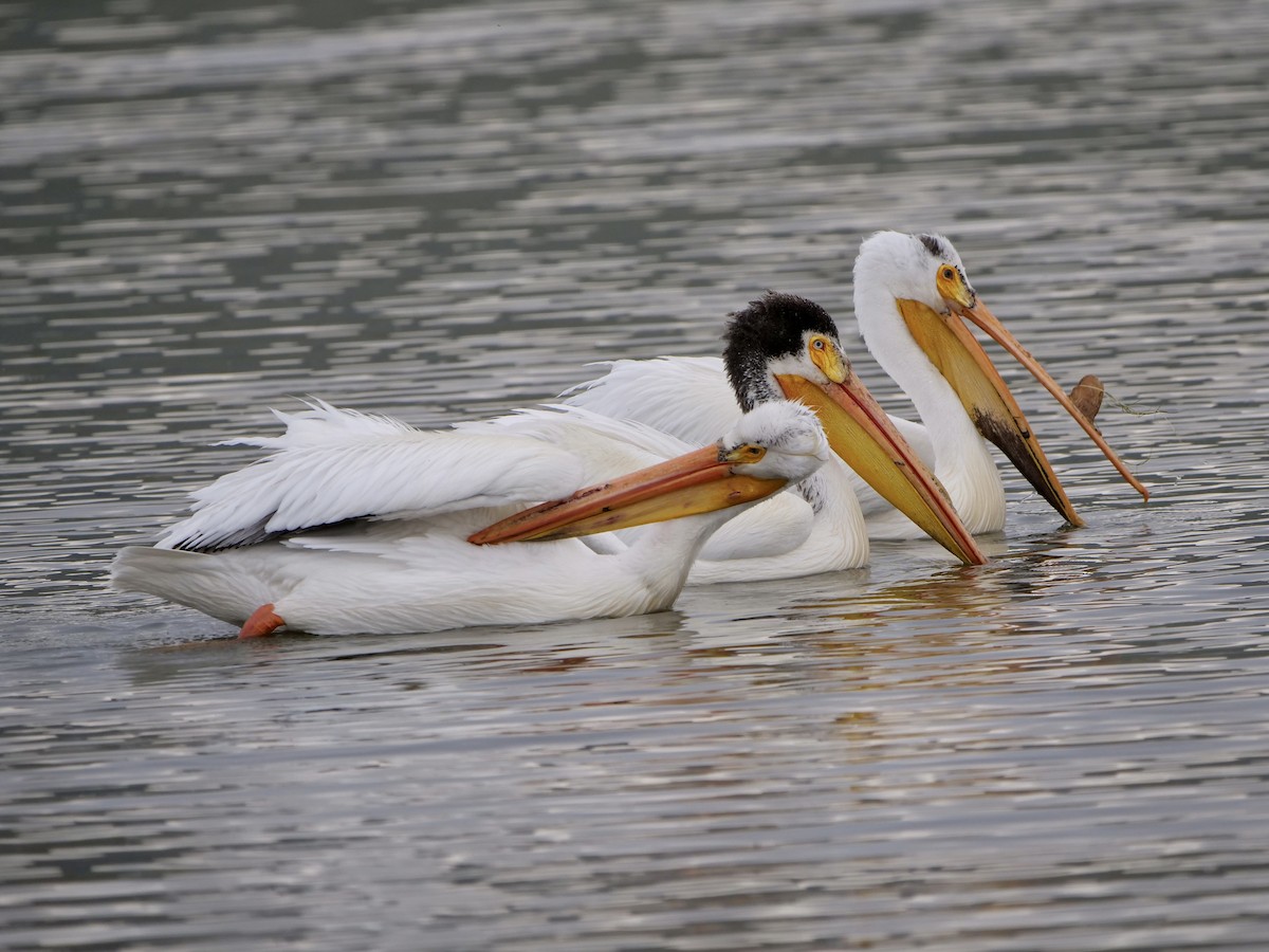 American White Pelican - Karen Coupland