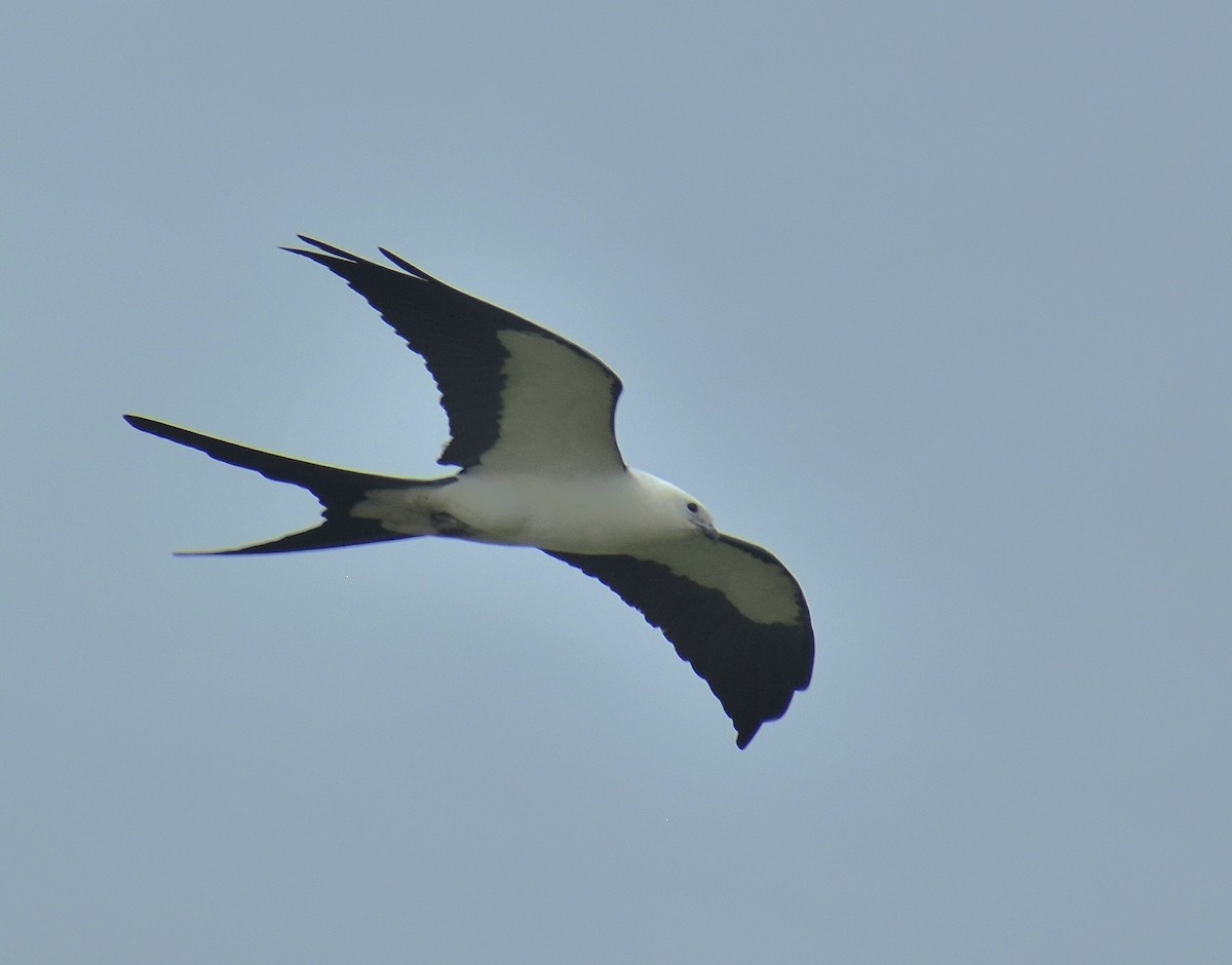 Swallow-tailed Kite - Dale Wolck