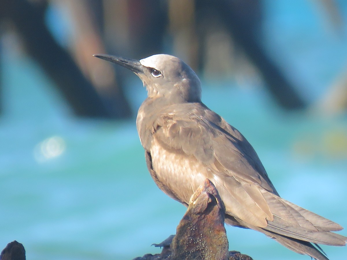 Brown Noddy - Val Landwehr