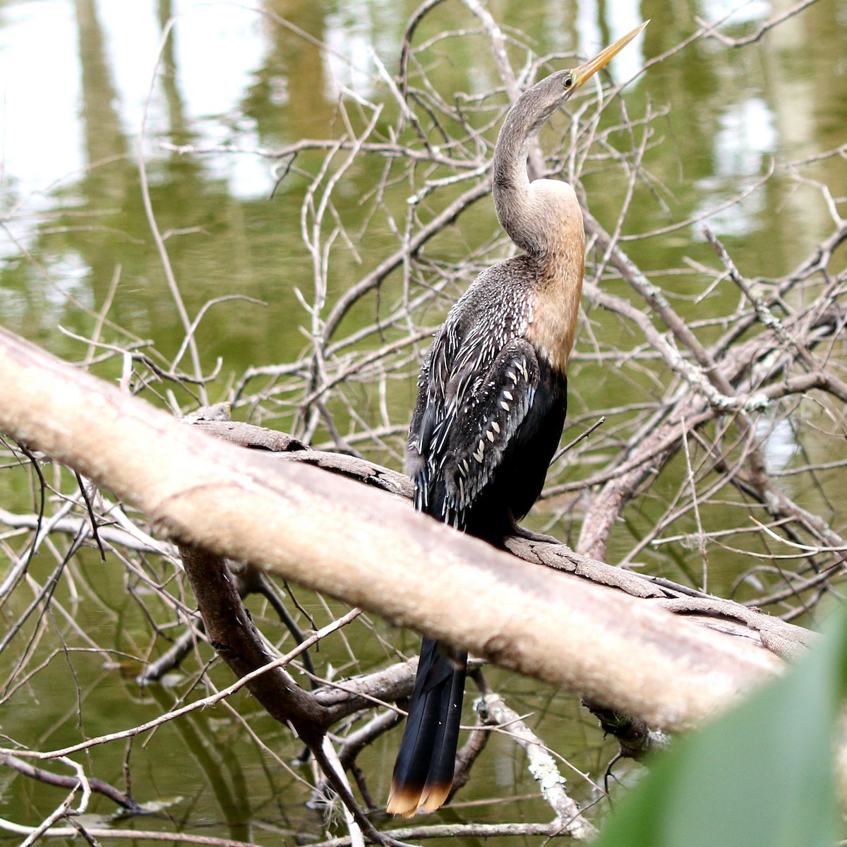 Anhinga - Feliciano Lumini