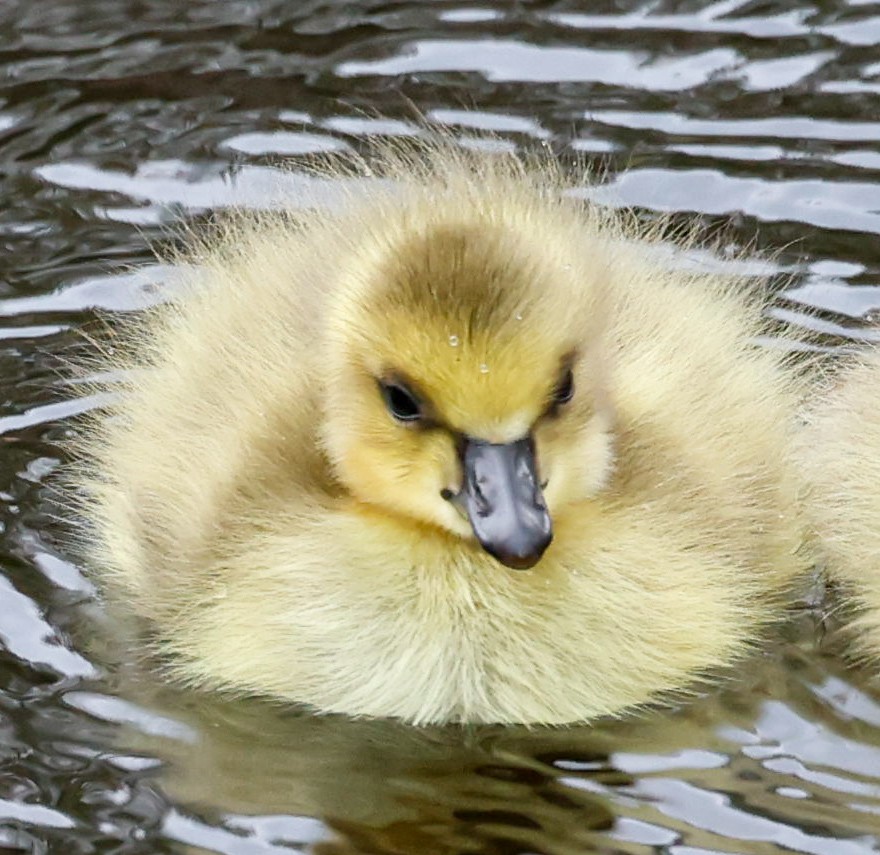 Canada Goose - Margaret Kenny