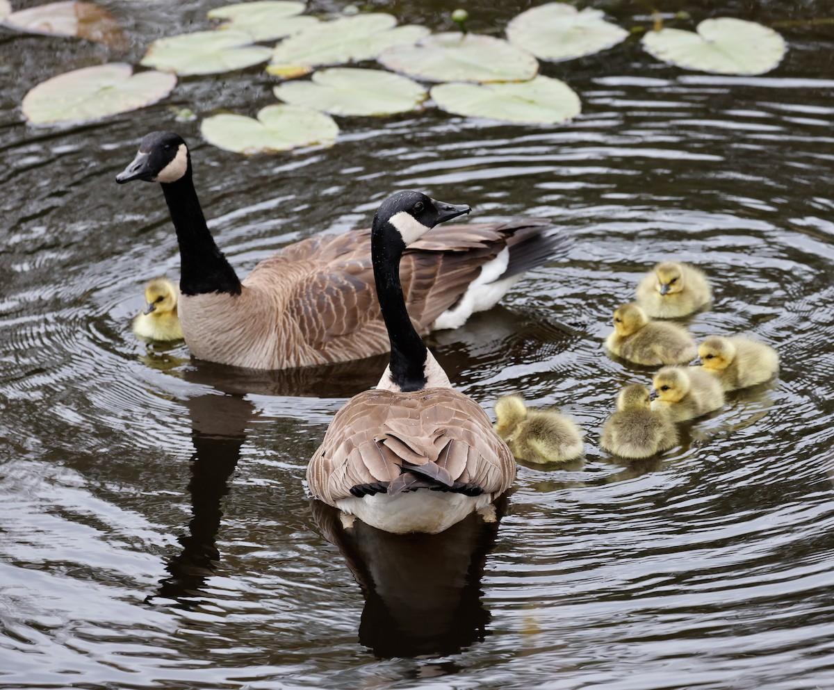 Canada Goose - Margaret Kenny