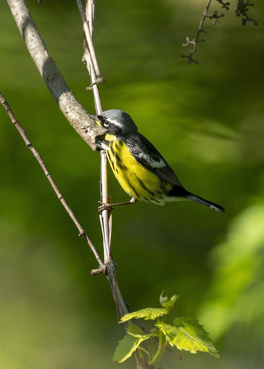 Magnolia Warbler - Lisa Williams