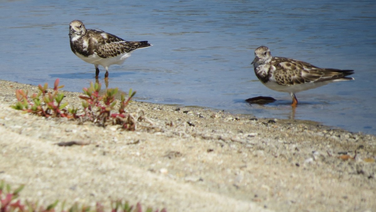 Ruddy Turnstone - ML618852908