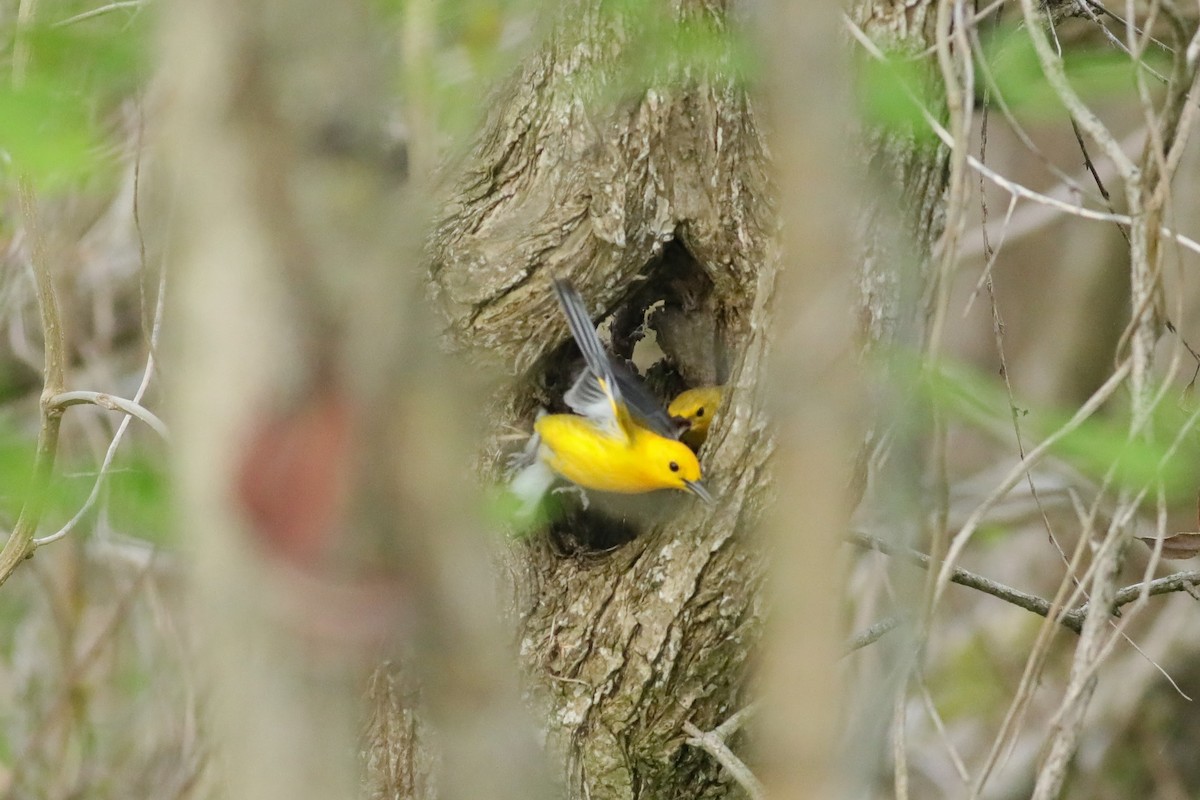 Prothonotary Warbler - Joshua Gant