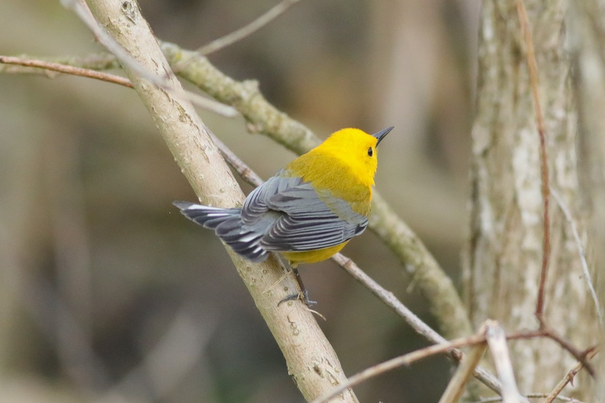 Prothonotary Warbler - Joshua Gant