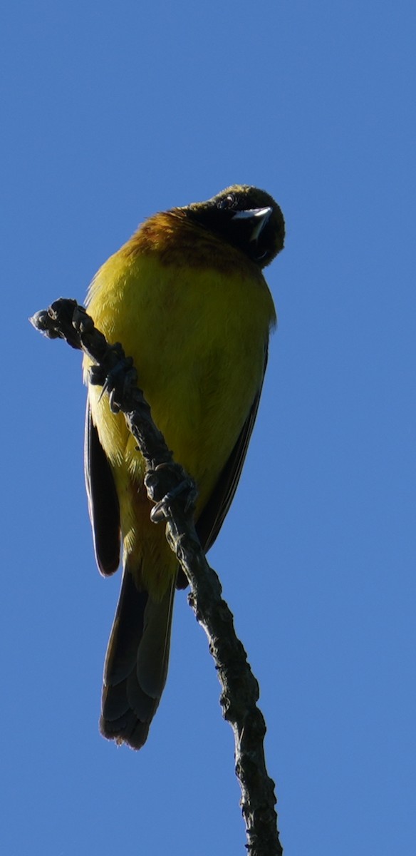 Orchard Oriole - ML618852931