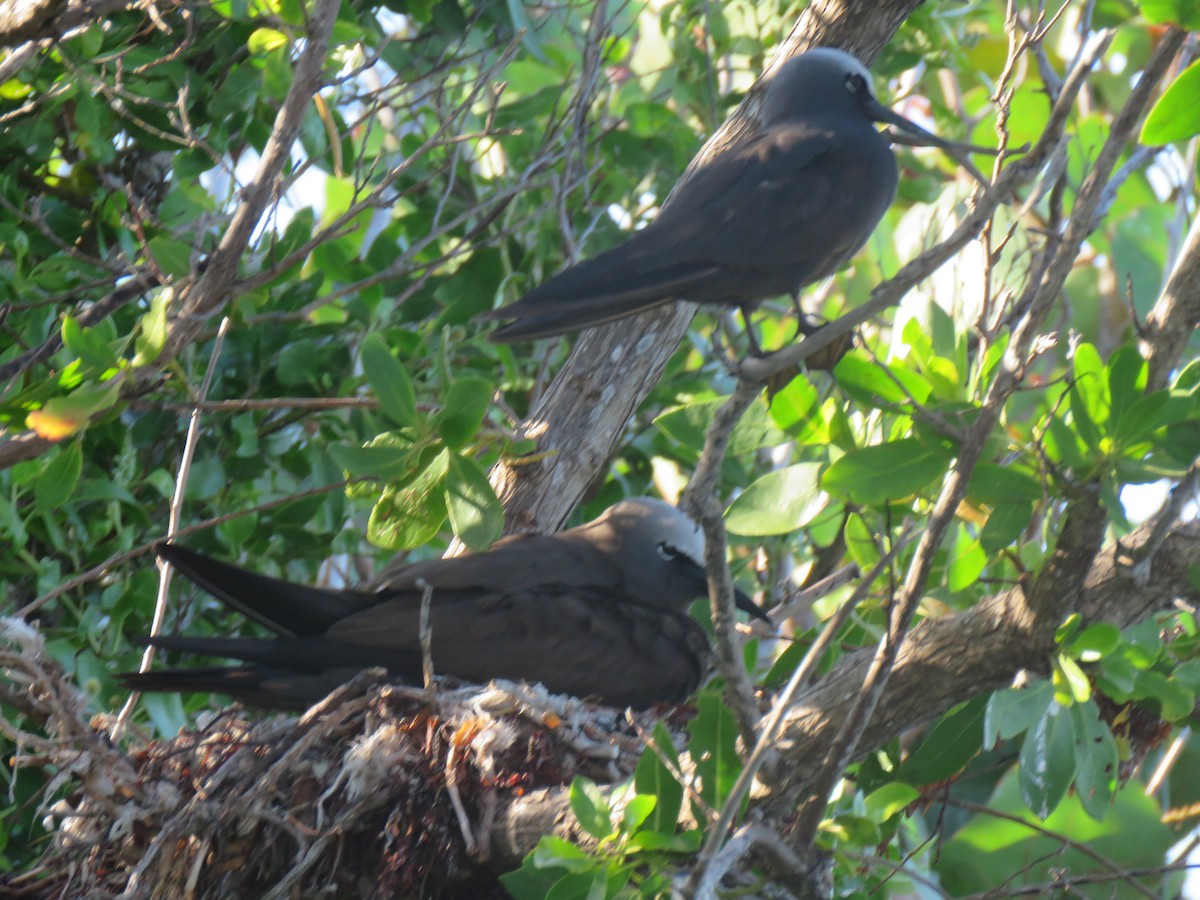 Black Noddy (americanus) - Val Landwehr