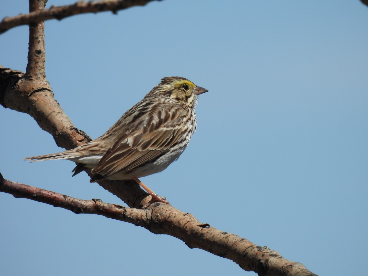 Savannah Sparrow - Pam Hawkes