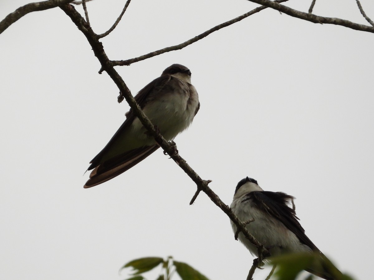 Tree Swallow - ML618852942