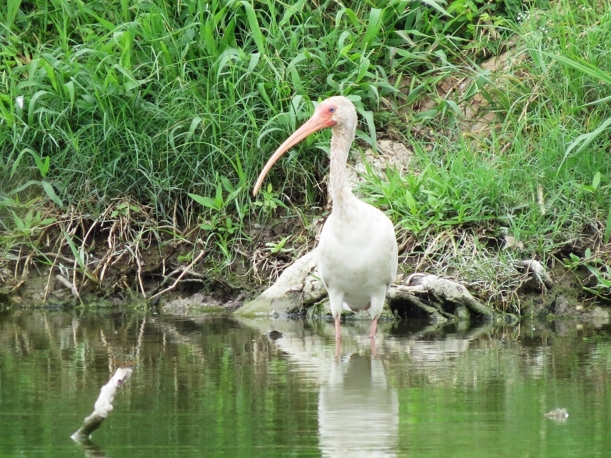 White Ibis - Timothy Fennell