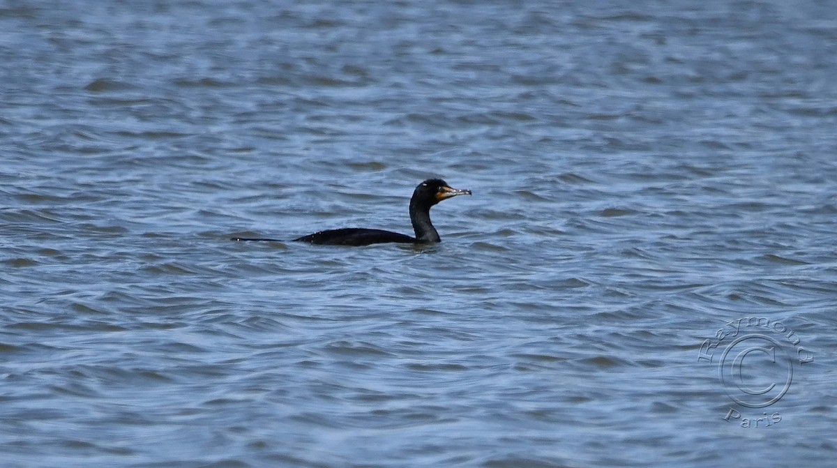 Double-crested Cormorant - Raymond Paris