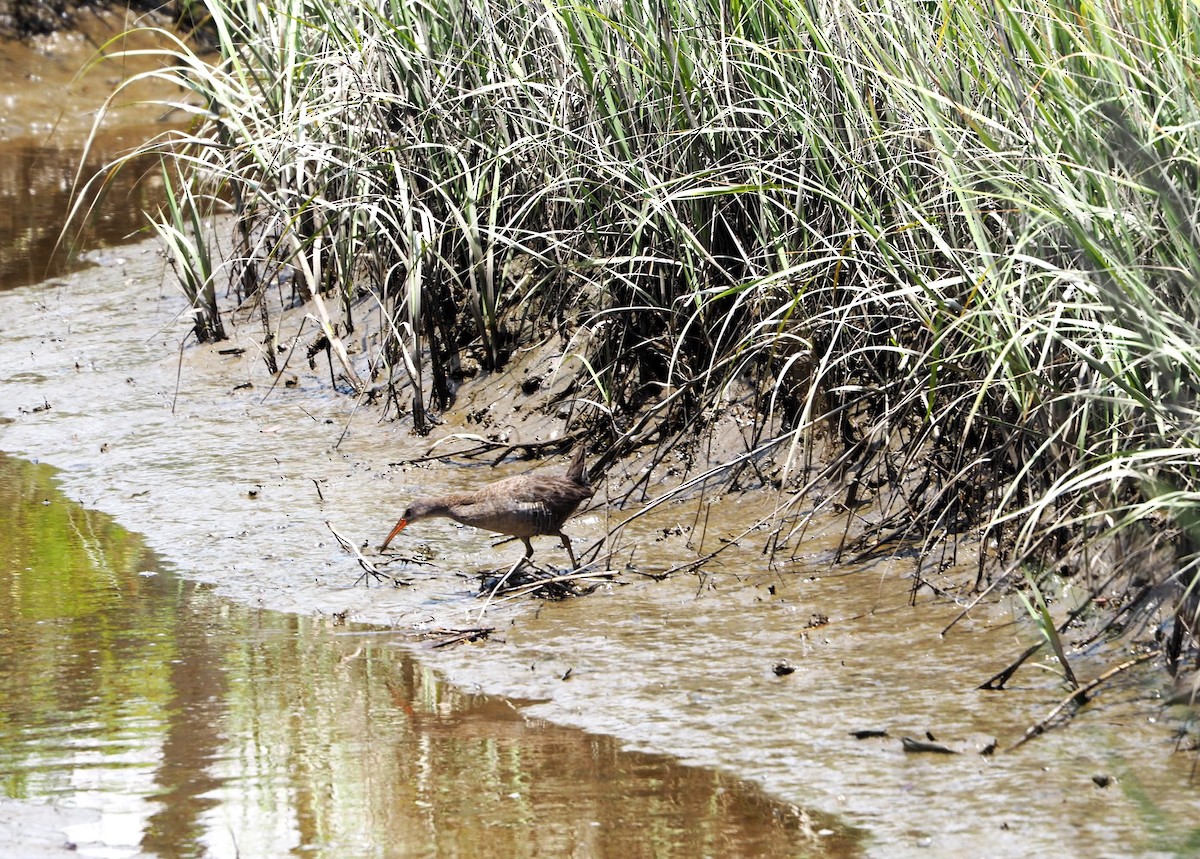 Clapper Rail - ML618852952