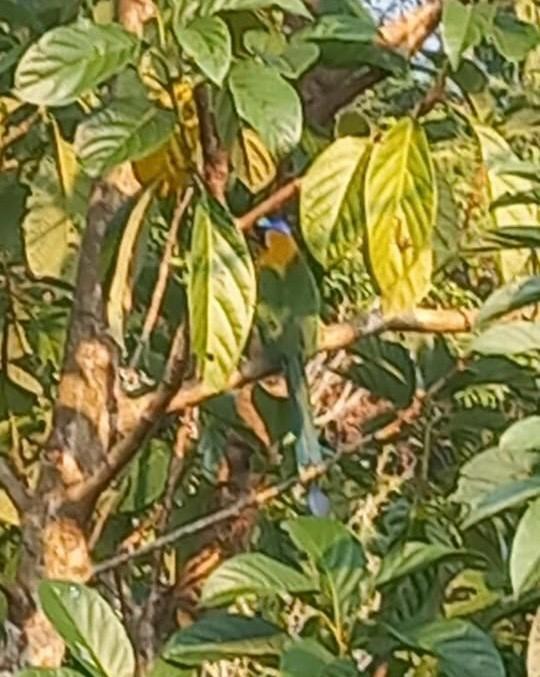 Amazonian Motmot - ML618852963