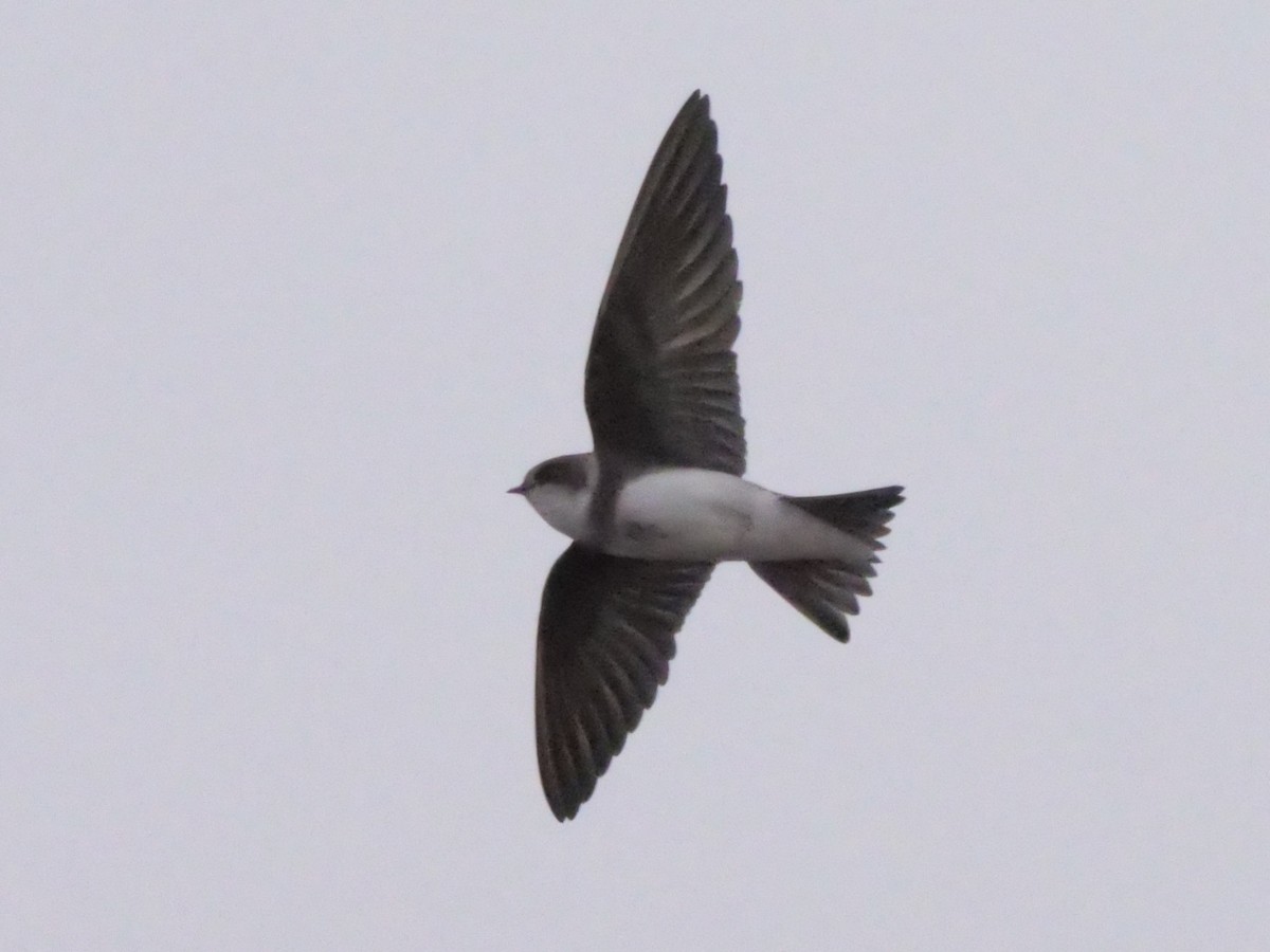 Bank Swallow - william gray