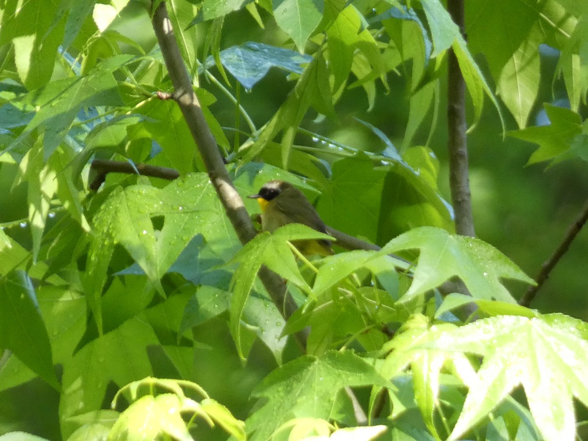 Common Yellowthroat (trichas Group) - ML618852974