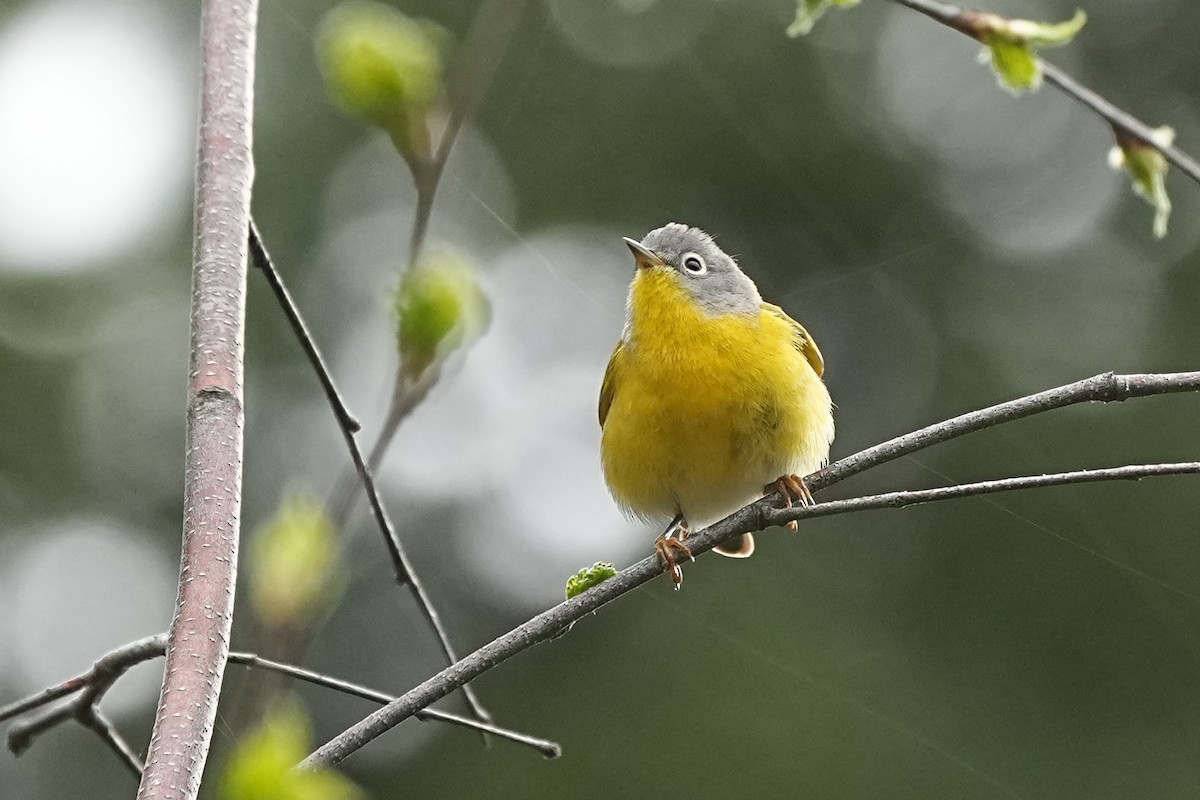 Nashville Warbler - Nancy Elliot