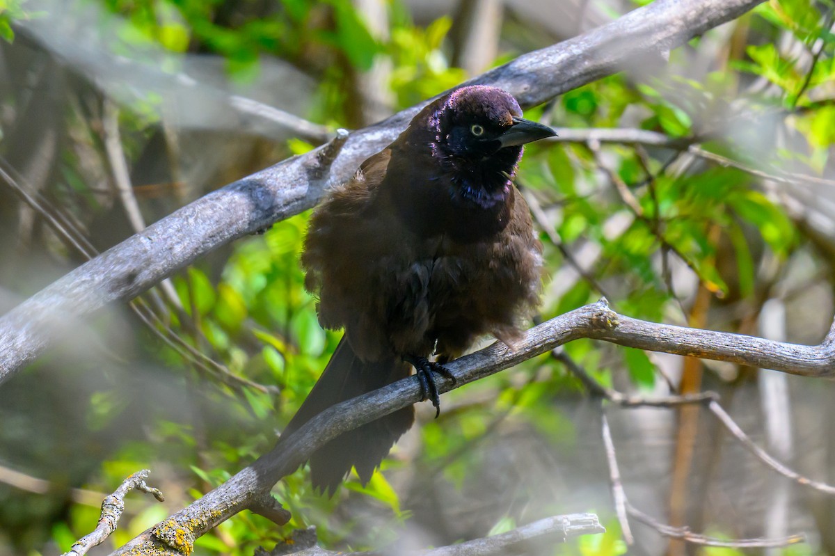 Common Grackle - Artur Przybylo