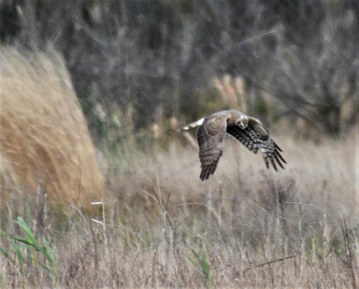 Northern Harrier - Anonymous