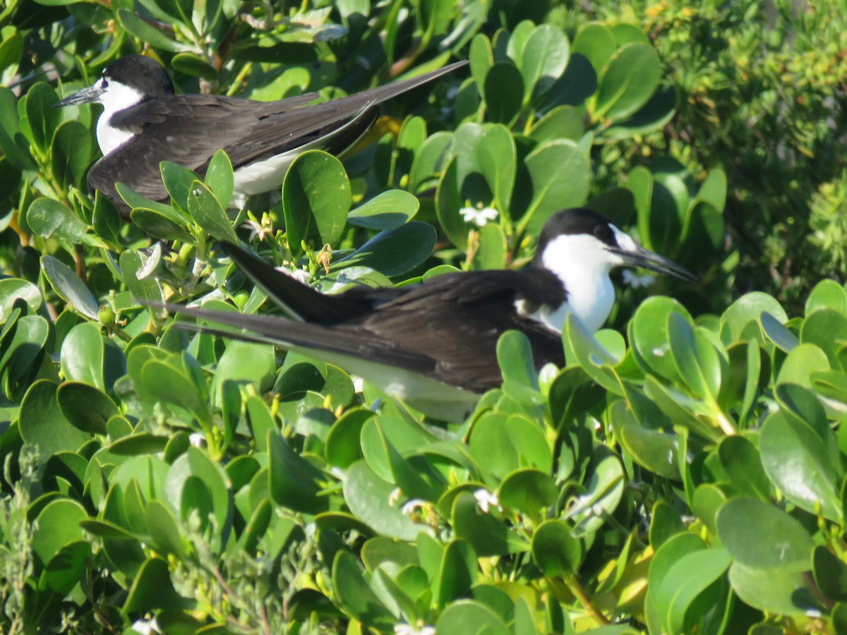 Sooty Tern - Val Landwehr