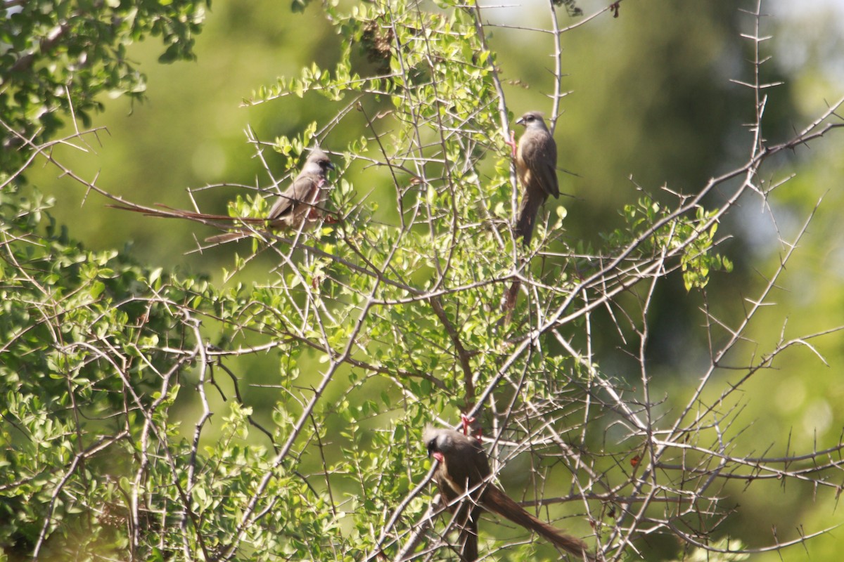 Speckled Mousebird - James Apolloh ~Freelance Tour Guide