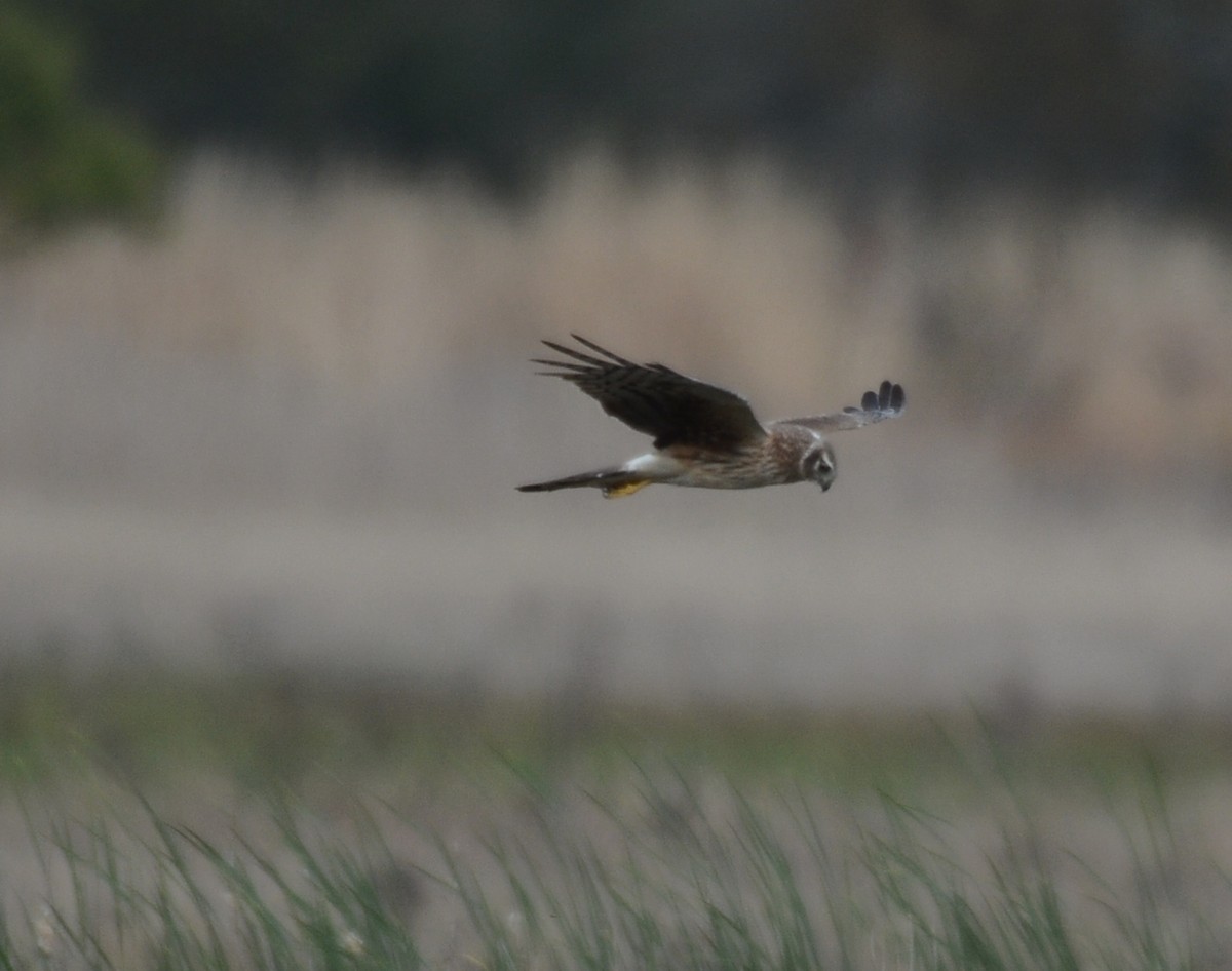 Northern Harrier - Anonymous