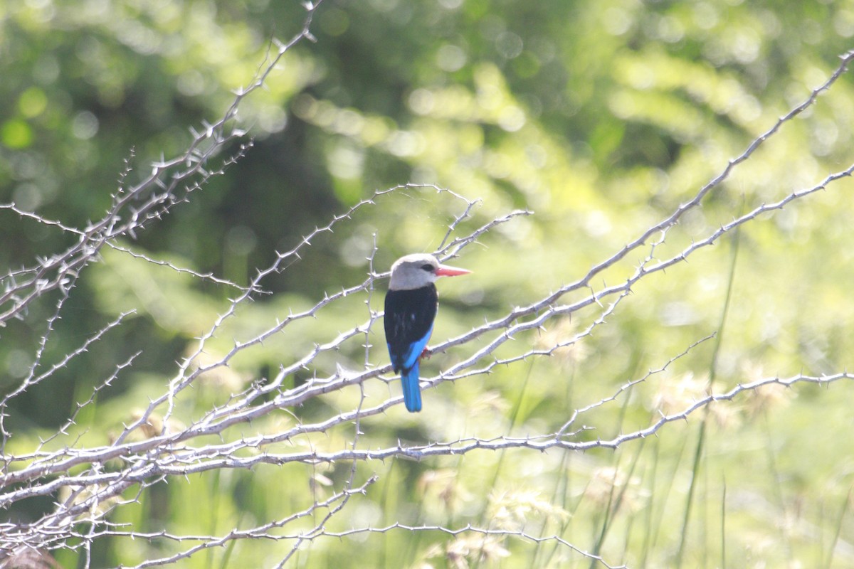 Gray-headed Kingfisher - James Apolloh ~Freelance Tour Guide