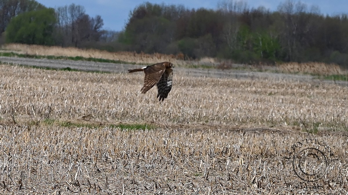 Northern Harrier - Raymond Paris