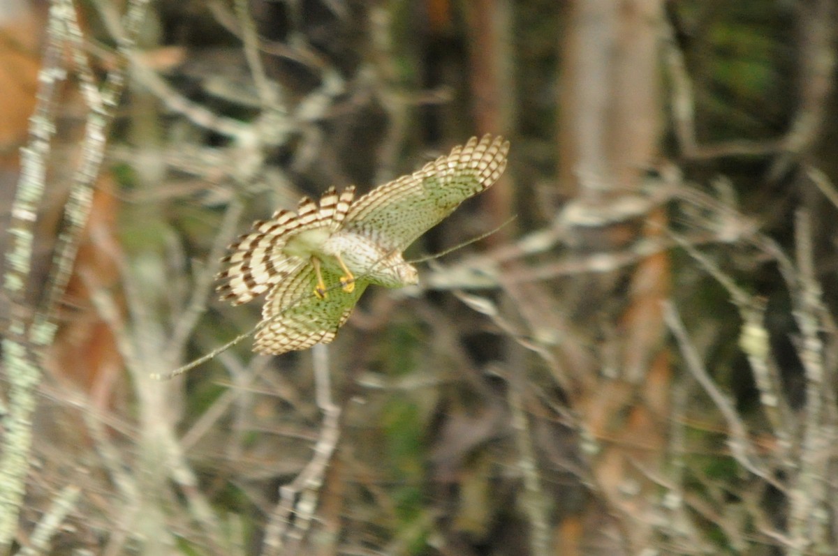 Cooper's Hawk - Jerry Hiam